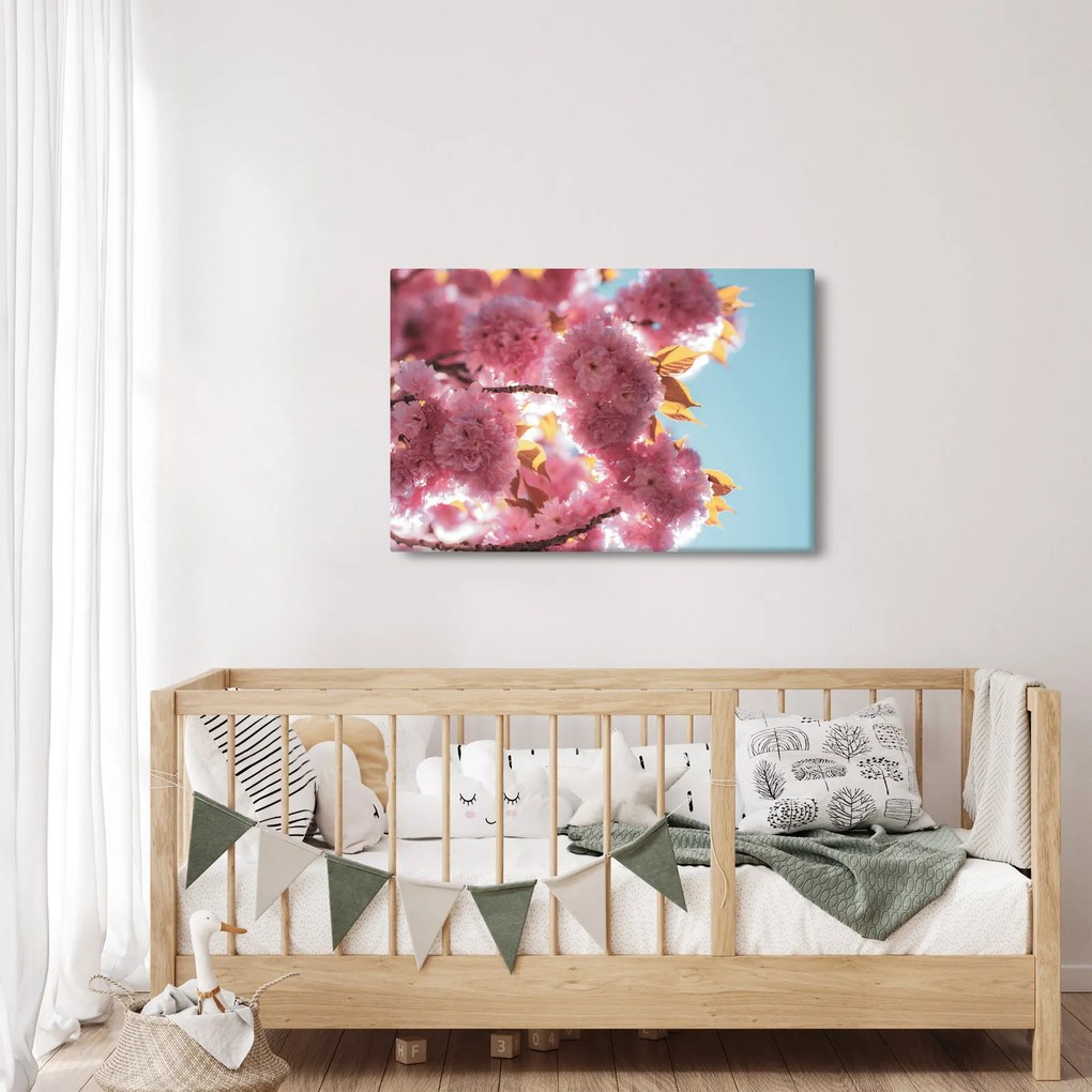 Obraz - Čerešňový kvet (90x60 cm)