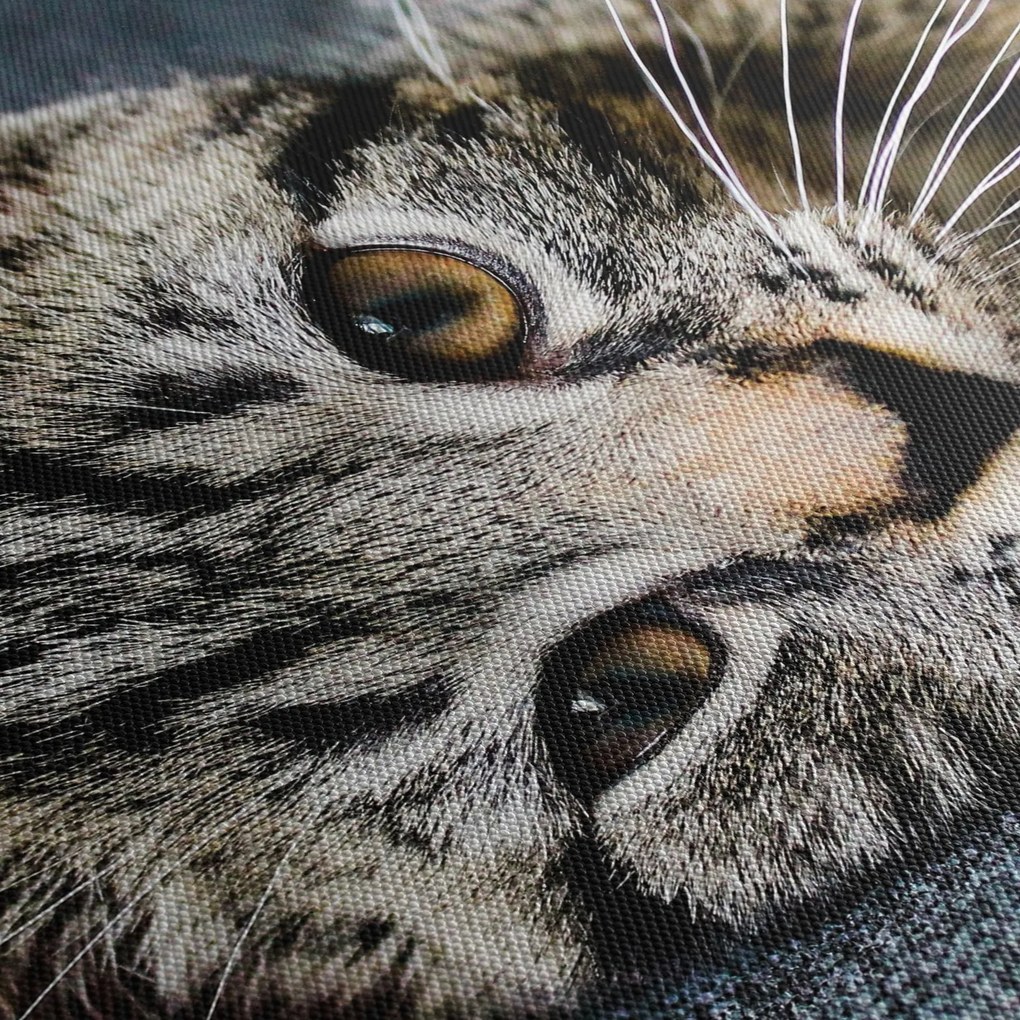 Obraz - Mačiatko (s hodinami) (90x30 cm)