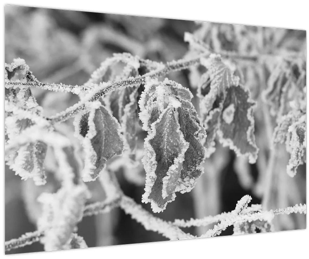 Obraz - Zmrznuté listy, čiernobiela (90x60 cm)