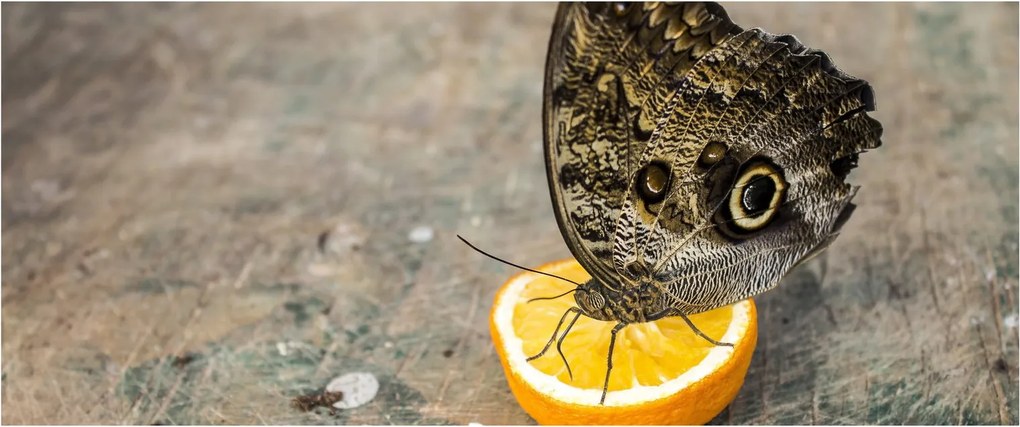 Obraz motýľa (120x50 cm)