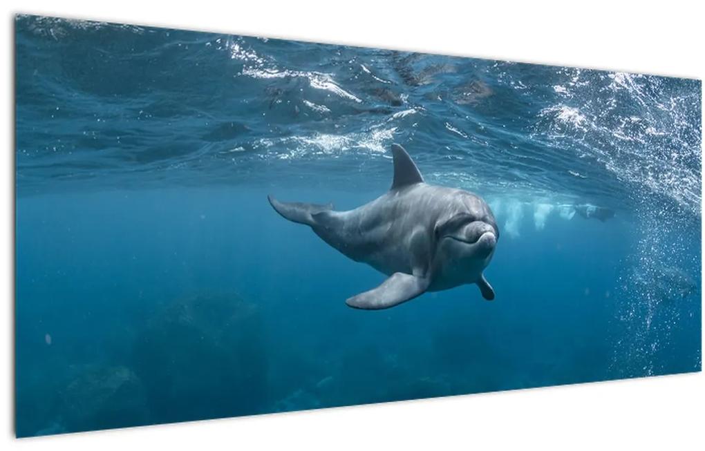 Obraz - Delfín pod hladinou (120x50 cm)