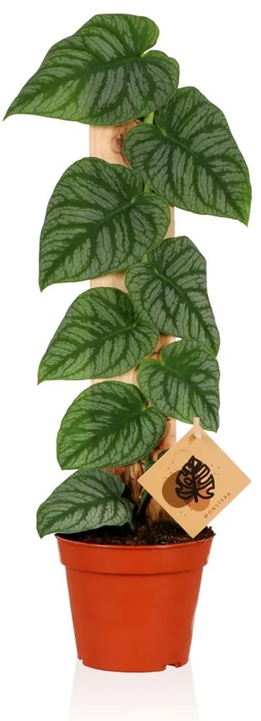 Monstera dubia (juvenile) 14x50 cm