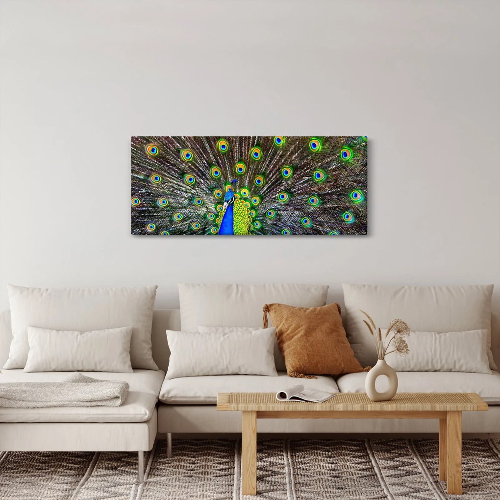 Obraz - Páv (120x50 cm)