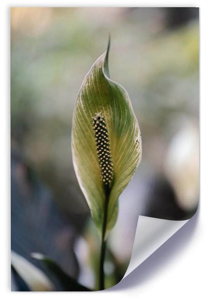 Gario Plagát Zaujímavá exotická rastlina Farba rámu: Bez rámu, Rozmery: 40 x 60 cm