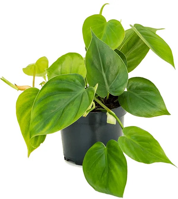 Philodendron scandens 10/tray pots 12 cm