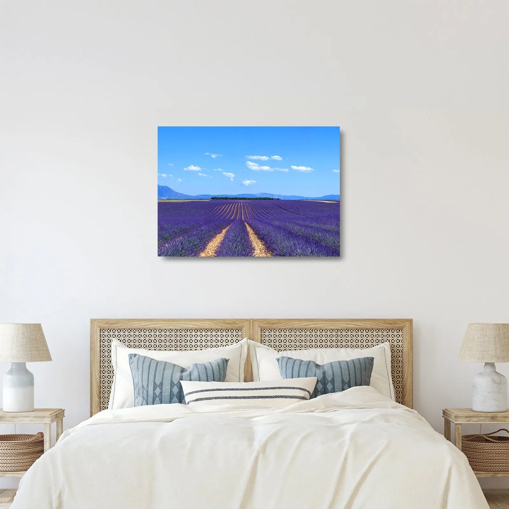 Sklenený obraz - Levanduľové pole (70x50 cm)