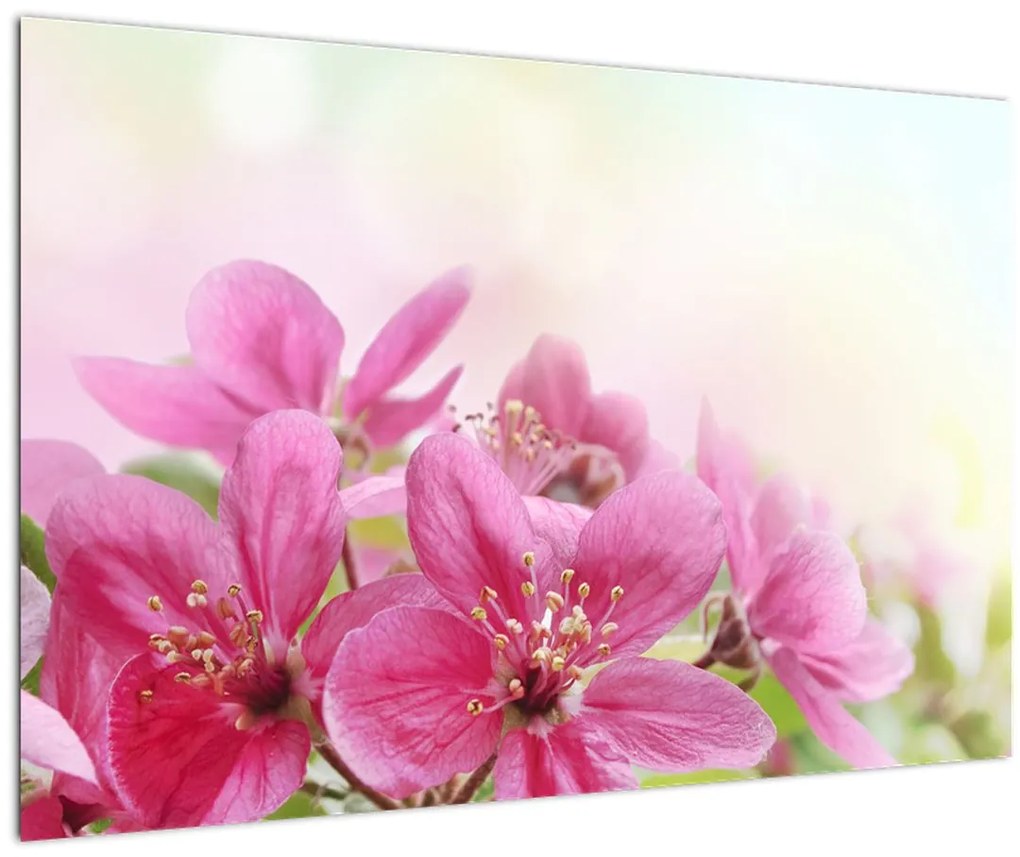 Obraz - Ružové kvety (90x60 cm)