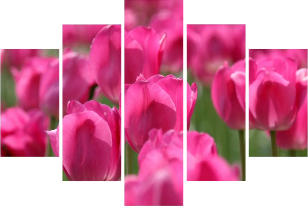 Obraz - Ružové tulipány (150x105 cm)