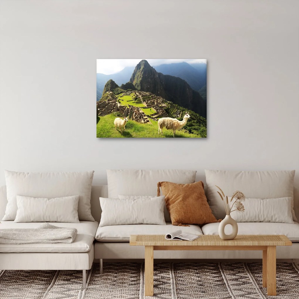 Obraz - Lamy v Machu Picchu (70x50 cm)