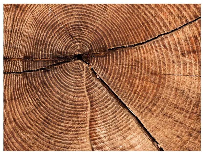 Artgeist Fototapeta - Tree trunk cross section Veľkosť: 196x154, Verzia: Samolepiaca