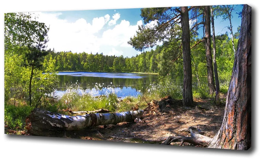Foto obraz na plátne do obývačky Lesná panoráma oc-65467698