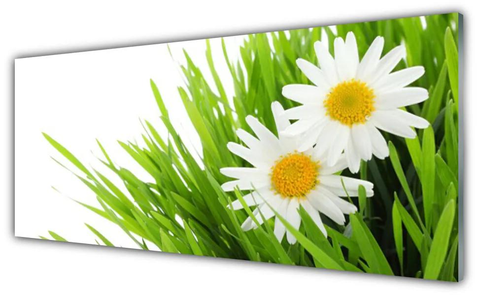 Obraz plexi Sedmokráska kvet príroda 125x50 cm
