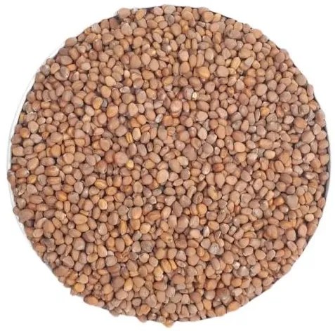 Bestent Reďkovka na nakličovanie 5g vzorka