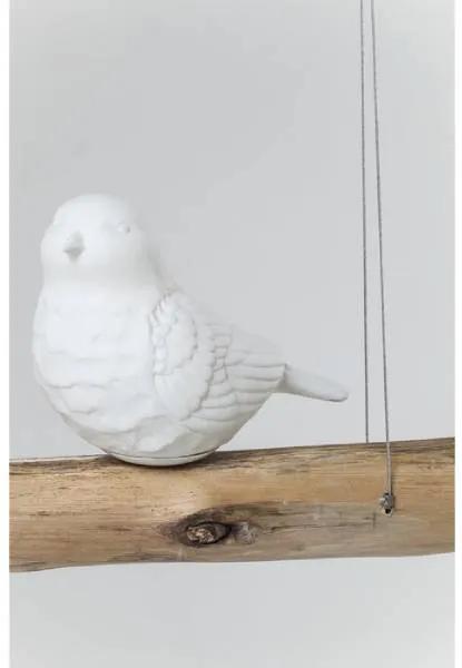 Animal Birds visiaca lampa