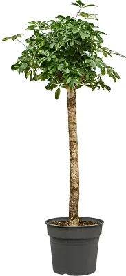 Schefflera arboricola Gold Capella 34x155 cm