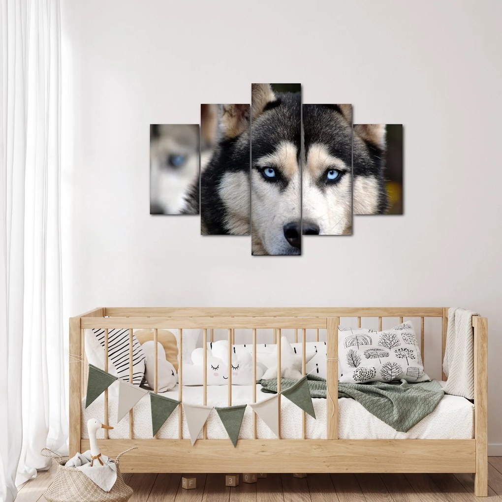 Obraz psa husky (150x105 cm)