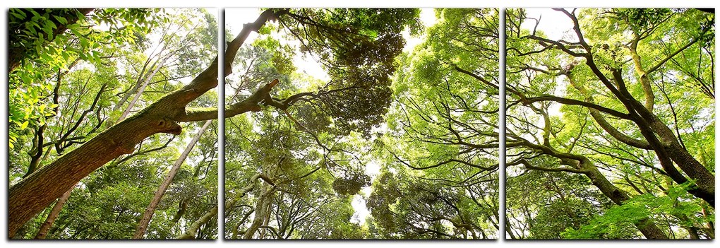 Obraz na plátne - Zelené stromy v lese - panoráma 5194C (120x40 cm)