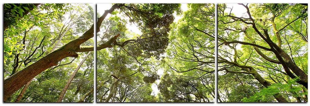 Obraz na plátne - Zelené stromy v lese - panoráma 5194C (90x30 cm)
