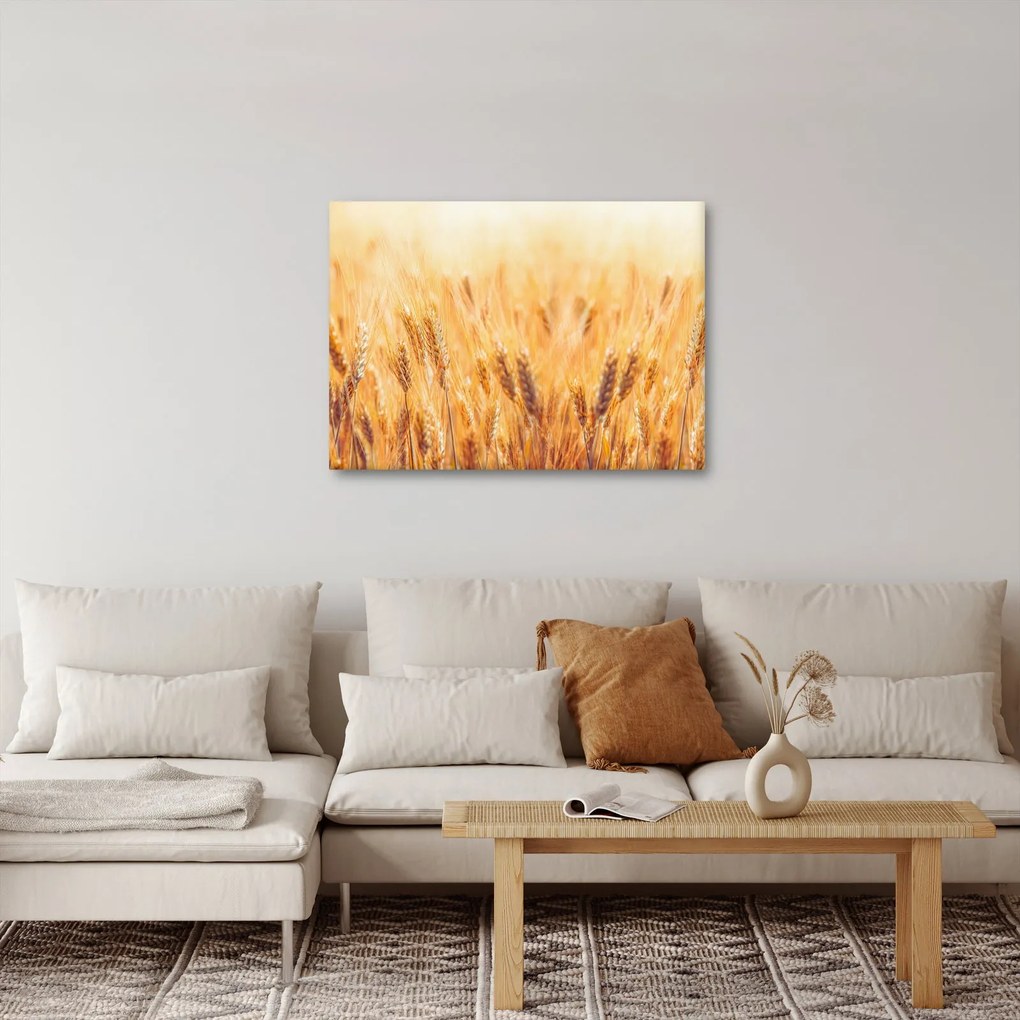 Obraz - pole s obilím (70x50 cm)