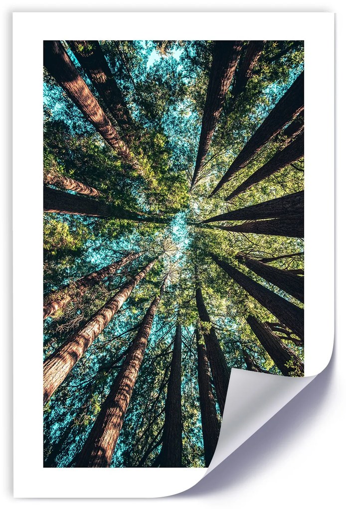 Gario Plagát Konáre vysokých stromov Farba rámu: Bez rámu, Rozmery: 20 x 30 cm
