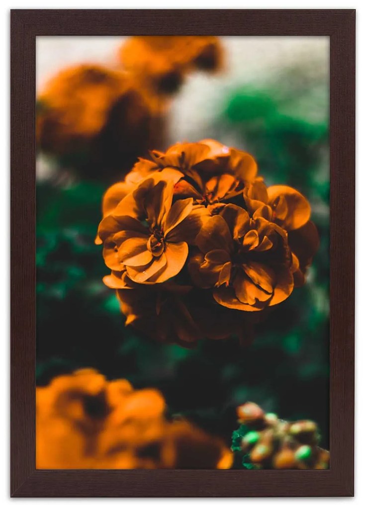 Gario Plagát Oranžové letné kvety Farba rámu: Čierna, Rozmery: 70 x 100 cm
