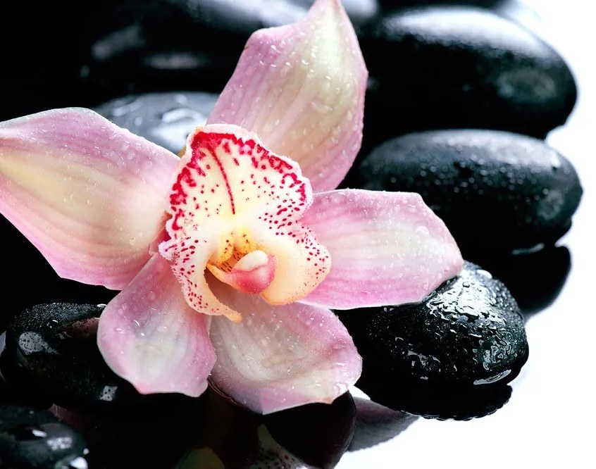Samolepiaca fototapeta exotická orchidea