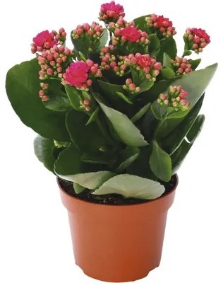 Kolopejka vďačná FloraSelf Kalanchoe 'Calandiva' 20-25 cm v kvetináči Ø 12 cm purpurová