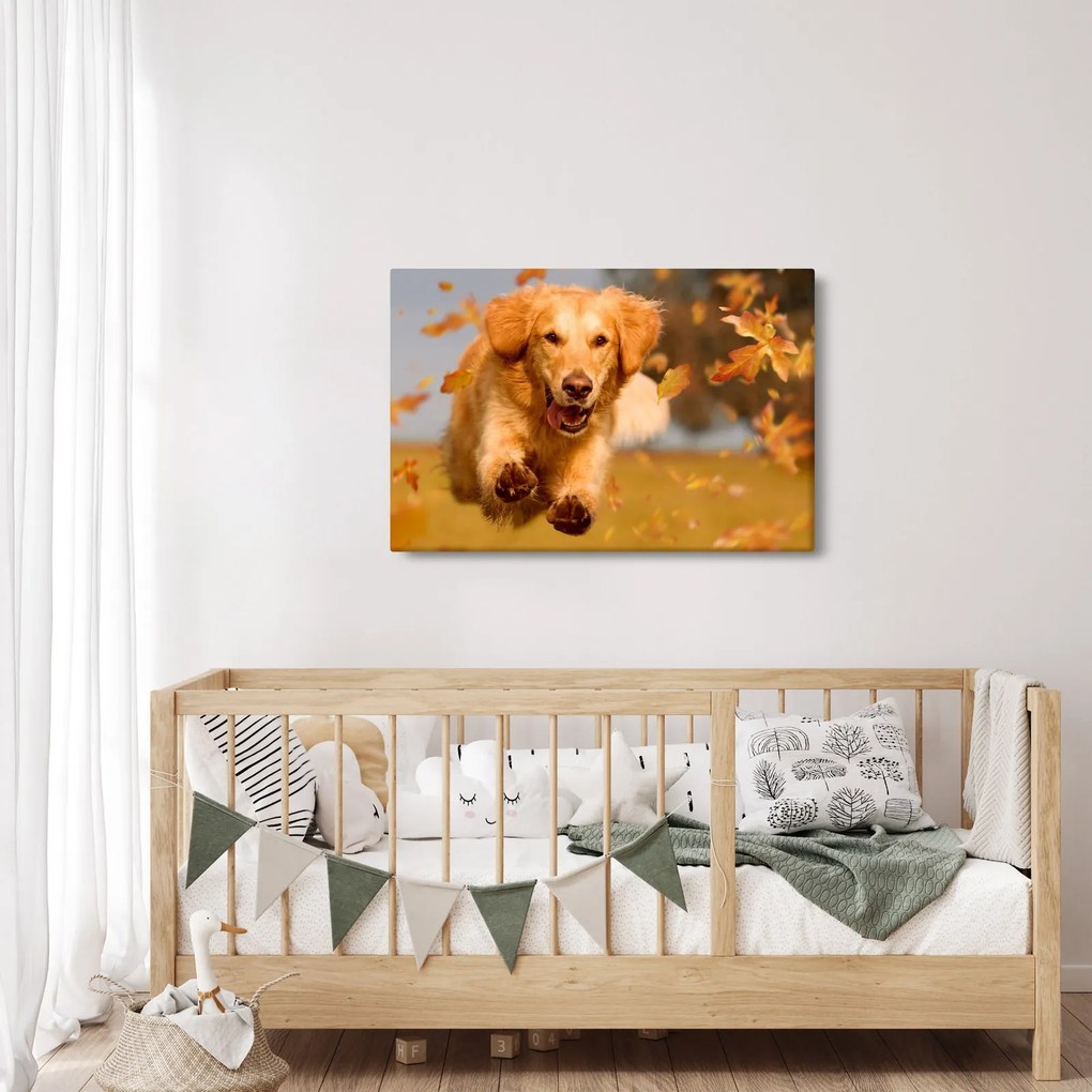 Obraz - Zlatý retriever (90x60 cm)