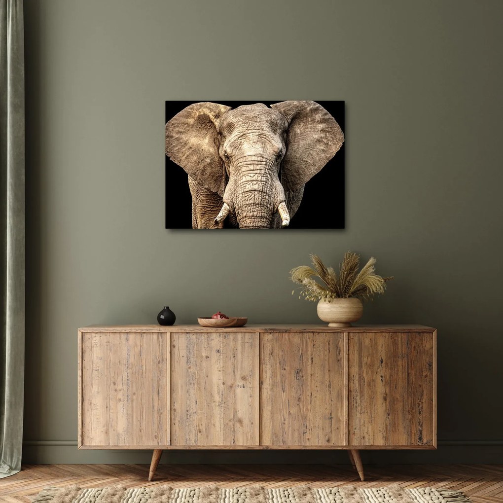 Obraz - Slon africký (70x50 cm)