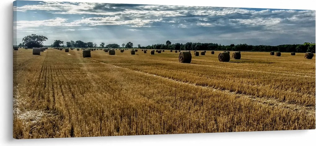 Obraz zozbieraného obilného poľa (120x50 cm)