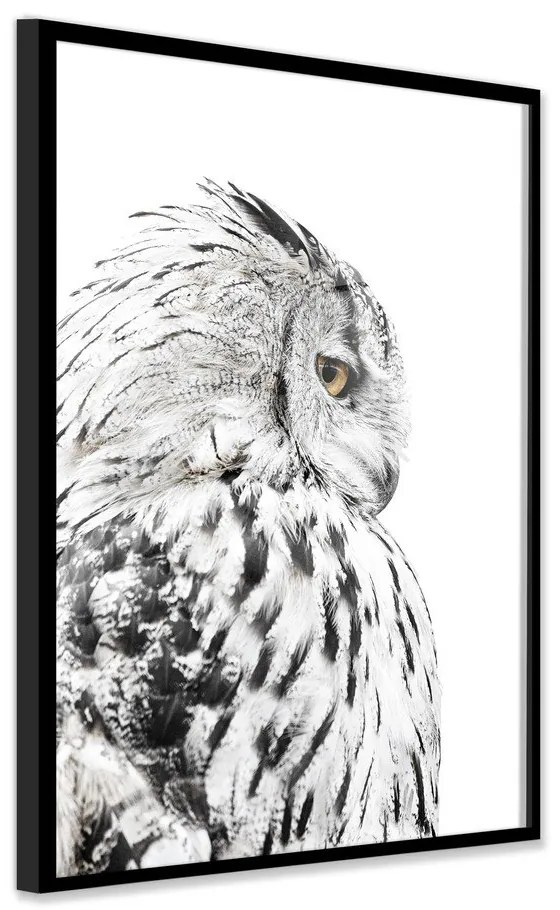 Obraz 50x70 cm Owl – Styler