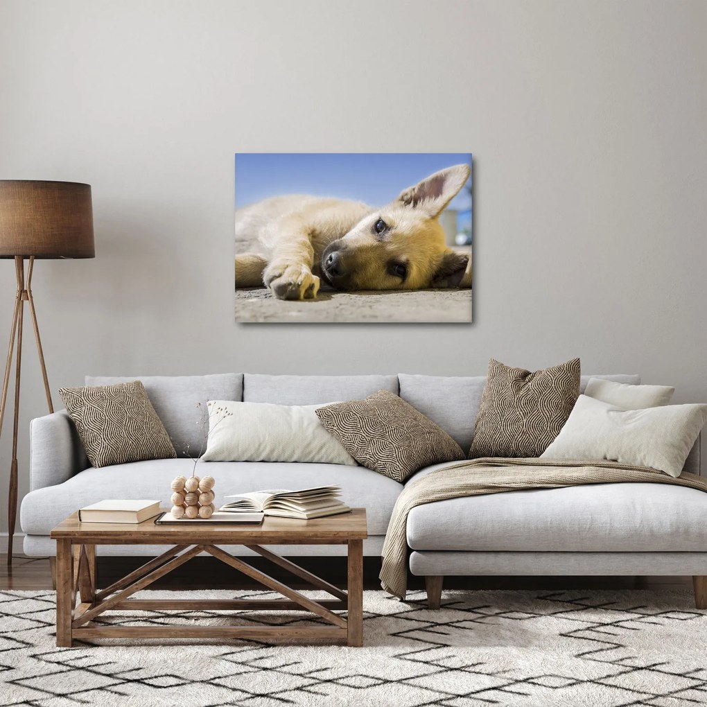 Obraz ležiaceho šteňaťa (70x50 cm)