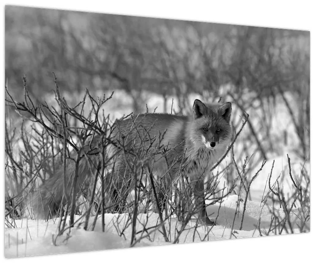 Obraz - Líška v zime (90x60 cm)