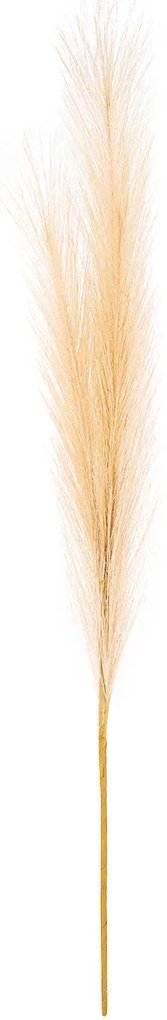 Pampas tráva, svetlohnedá, 9 x 77 cm