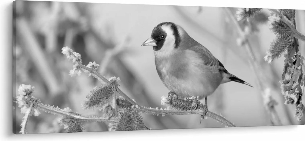 Obraz - Vtáčik v zime (120x50 cm)