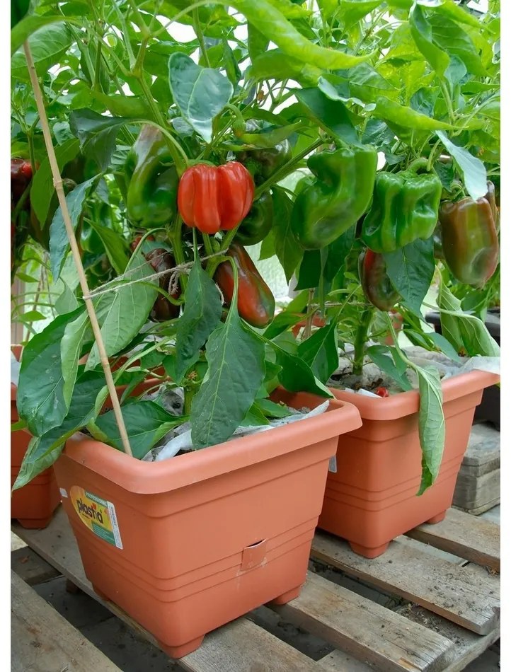 Plastia kvetináč samozavlažovací Bergamot - 35x35 cm teracota