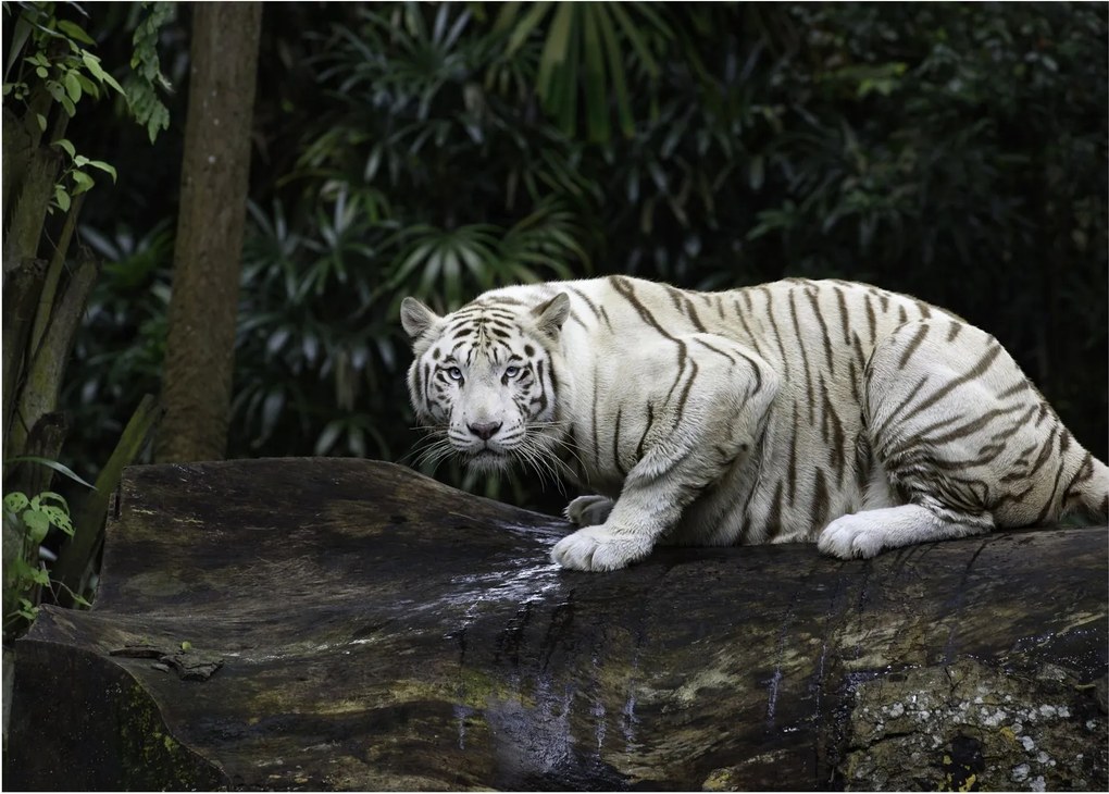 Sklenený obraz - Tiger albín (70x50 cm)
