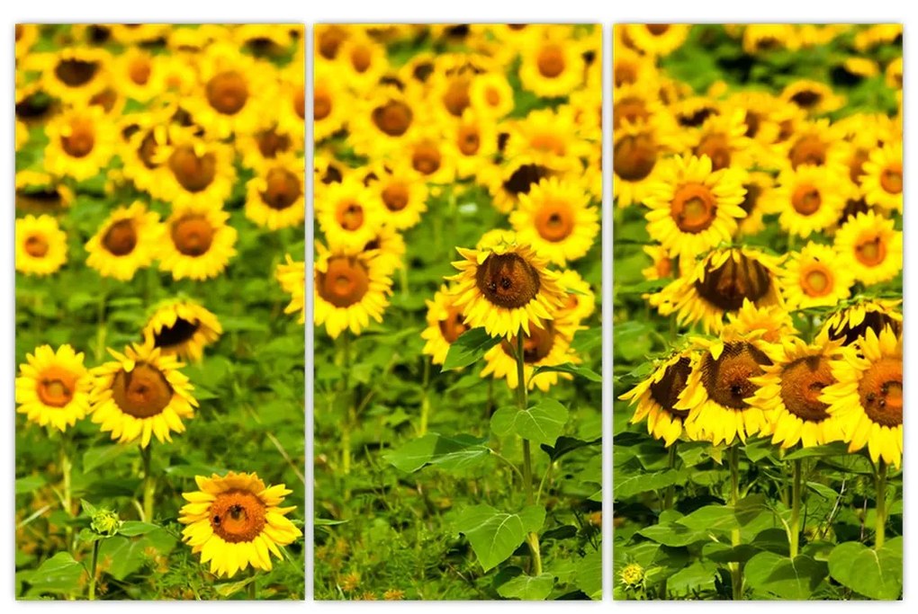Obraz slnečnica