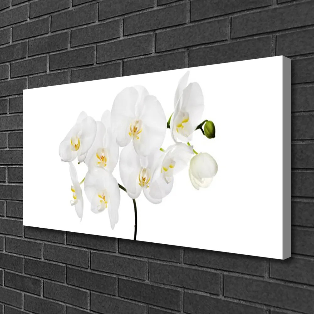 Obraz Canvas Biela orchidea kvety 140x70 cm