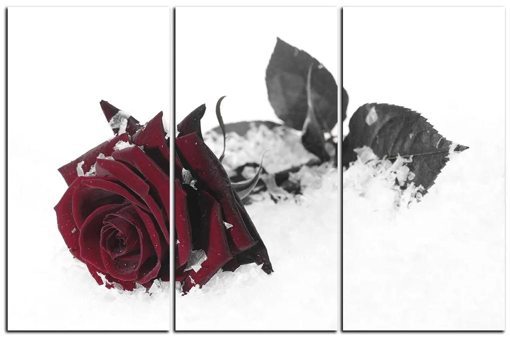 Obraz na plátne - Ruža na snehu 1103FB (120x80 cm)