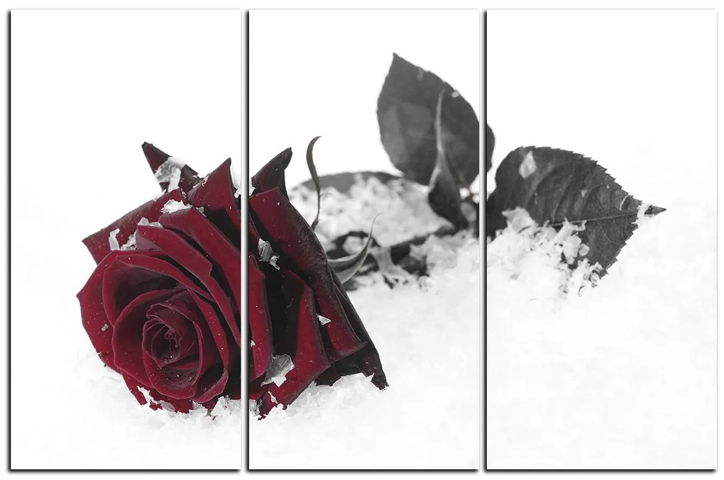 Obraz na plátne - Ruža na snehu 1103FB (150x100 cm)