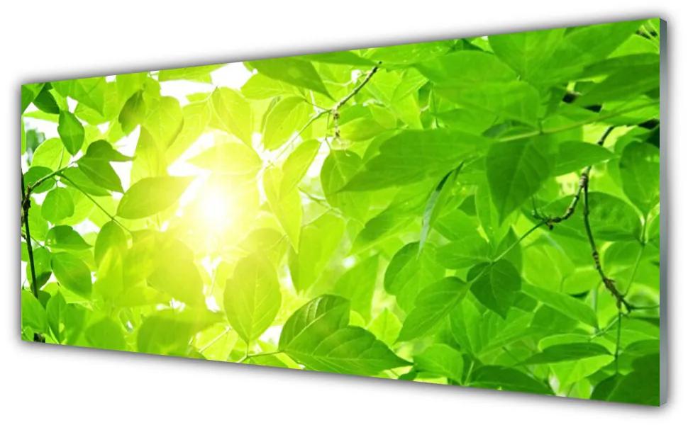 Obraz plexi Listy príroda slnko rastlina 125x50 cm