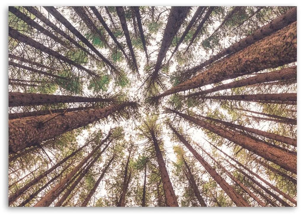 Obraz na plátně, Pine Nature Forest Green - 60x40 cm