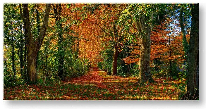 Obraz na stenu PANORÁMA STROMY 60x120 cm