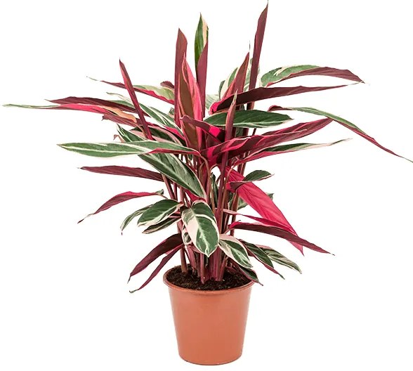 Stromanthe sanguinea Triostar 19x55 cm