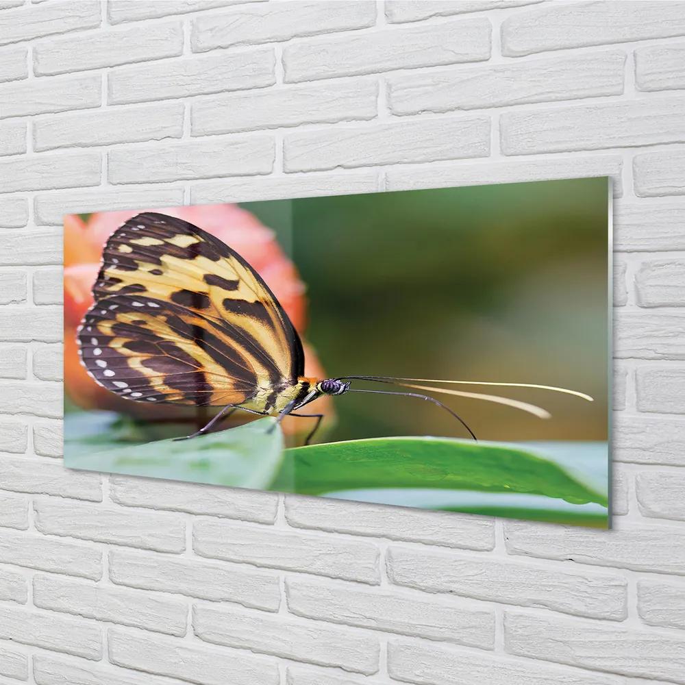Obraz na akrylátovom skle Motýľ 140x70 cm