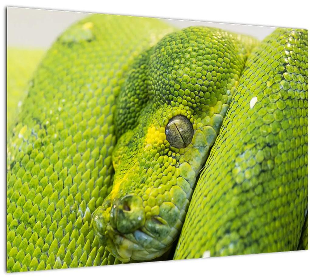 Sklenený obraz hada (70x50 cm)