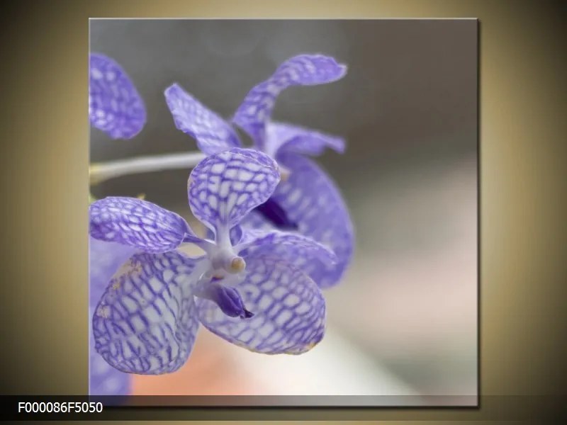 Obraz na plátne Fialová orchidea, Štvorec 50x50cm 33.68 €