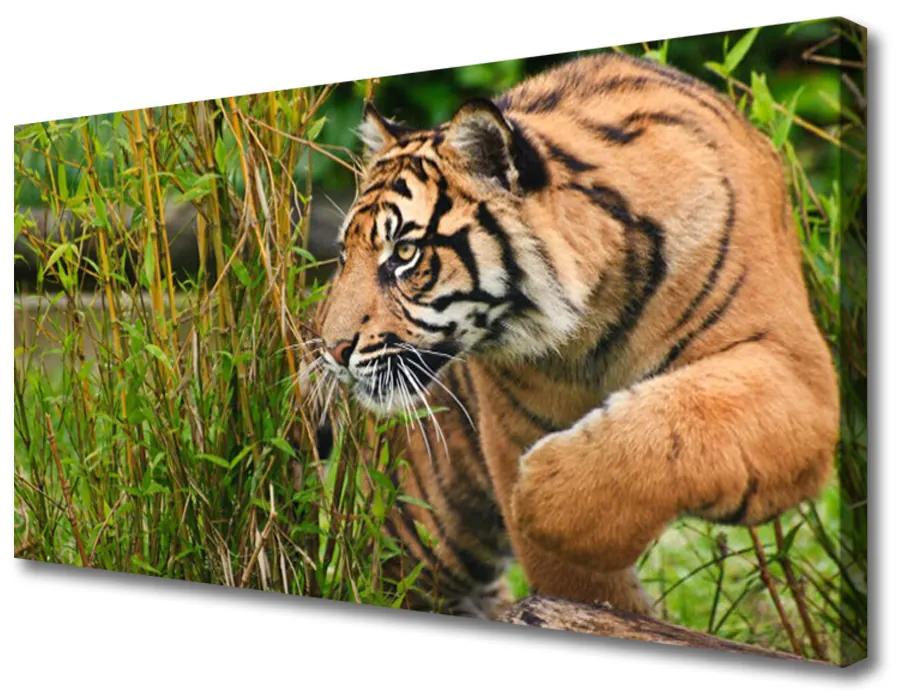 Obraz Canvas Tiger zvieratá 125x50 cm