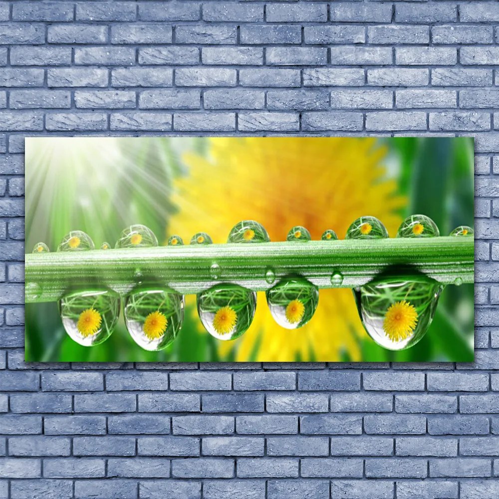 Obraz plexi Stonka kvapky rosa rastlina 120x60 cm